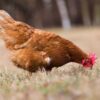 Daulat Organic Brown (Chicks) [Female only]