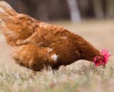 Daulat Organic Brown (Chicks) [Female only]