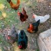 DAULAT-77 (Chicken Birds) [Male]