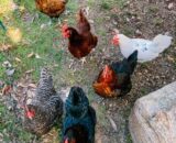 DAULAT-77 (Chicken Birds) [Male]