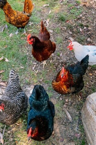 DAULAT-77 (Chicken Birds) [Male]