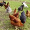 Daulat77 (Chicks) [Female Only]