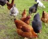 Daulat77 (Chicks) [Female Only]