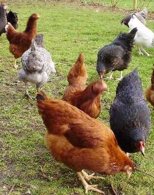Daulat77 (Chicks) [Female Only]