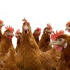 Daulat Brown (Chicks) [Female only]