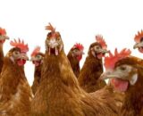 Daulat Brown (Chicks) [Female only]