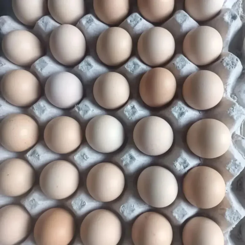 Desi Egg (Country Chicken Egg) [Free Range Egg]