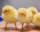 MBRO Broiler Chicks