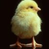 DFCOBB 430 Broiler Chicks
