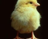 DFCOBB 430 Broiler Chicks