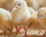 MCOBB Broiler Chicks