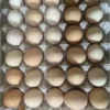 Kadaknath Eggs (From Kadaknath Pureline) Free Range Eggs