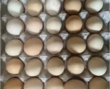 Kadaknath Eggs (From Kadaknath Pureline) Free Range Eggs