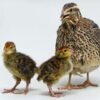 JAPANESE QUAIL (Bater) [Male & Female]