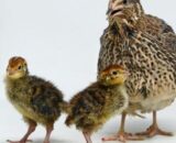 JAPANESE QUAIL (Bater) [Male & Female]