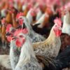 Sonali (Chicks) [Male Only]