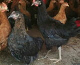Vanraja Chicks (Male & Female)