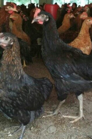 Vanraja Chicks (Male & Female)