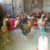Vanraja (Ready to Lay Birds) Female