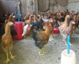 Vanraja (Ready to Lay Birds) Female