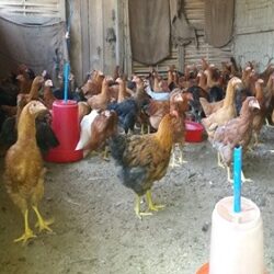 Vanraja (Ready to Lay Birds) Female